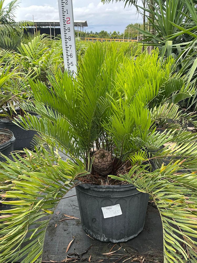 zamia-pumila-pumila-coontie