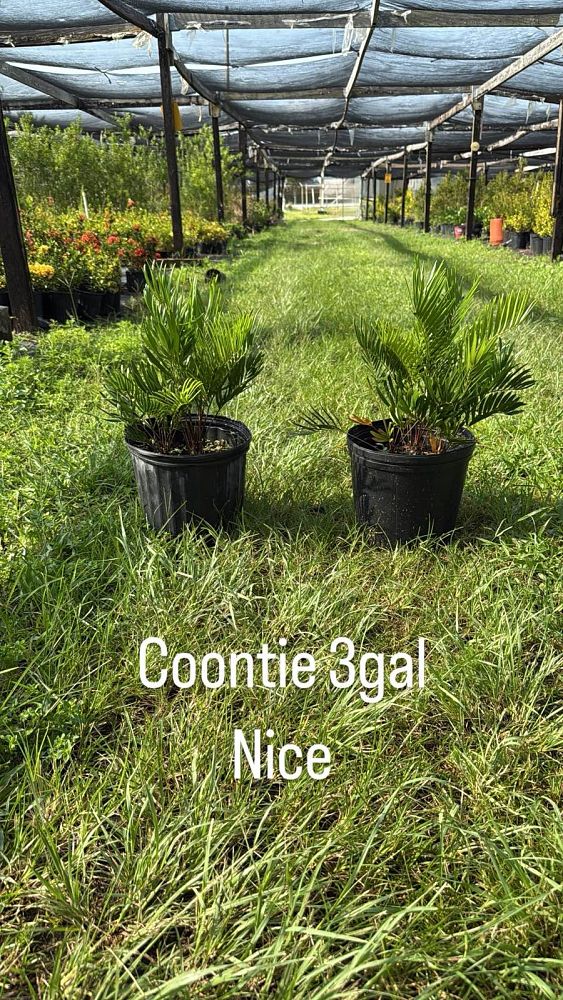 zamia-pumila-pumila-coontie