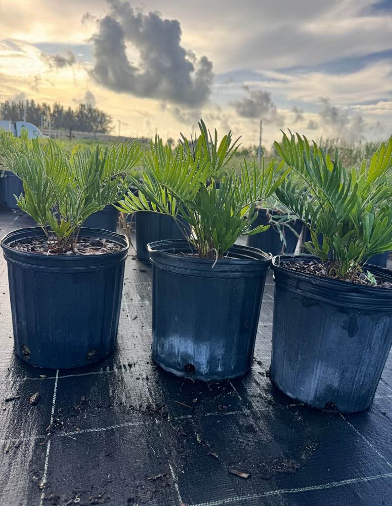 zamia-pumila-pumila-coontie