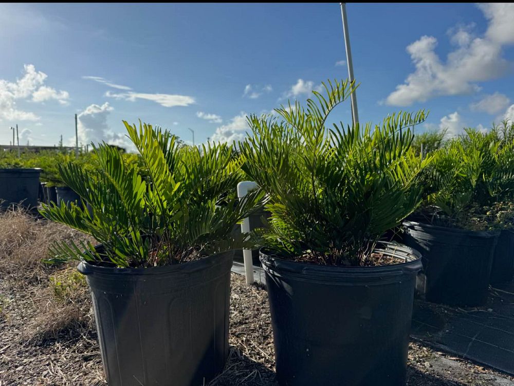 zamia-pumila-pumila-coontie
