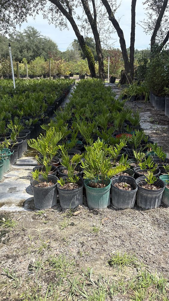 zamia-pumila-pumila-coontie