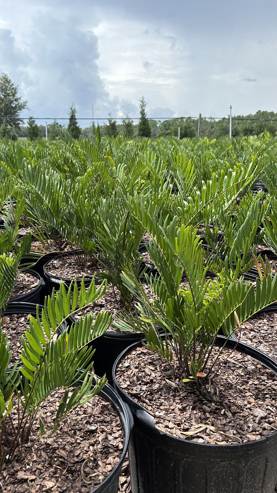 zamia-pumila-pumila-coontie