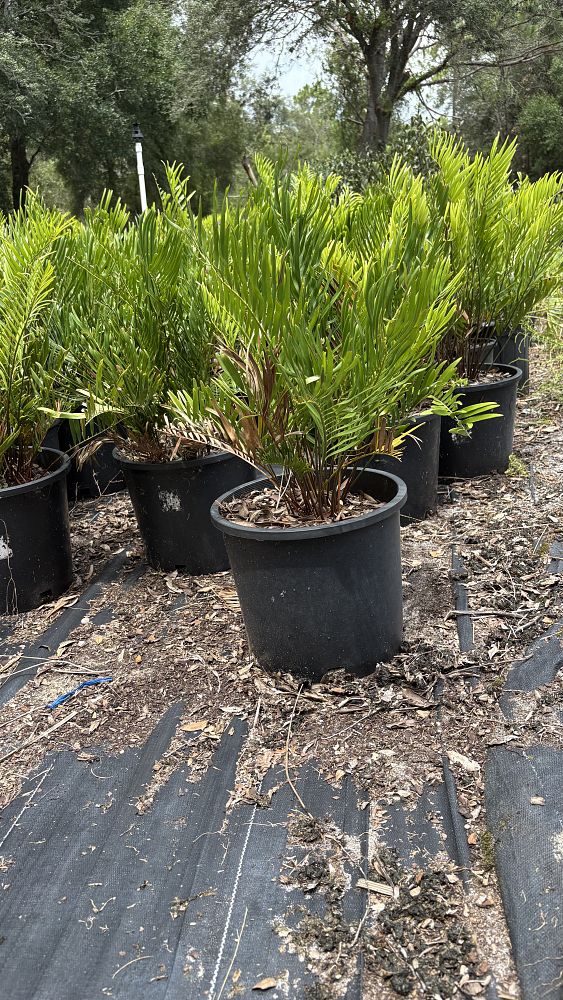 zamia-pumila-pumila-coontie