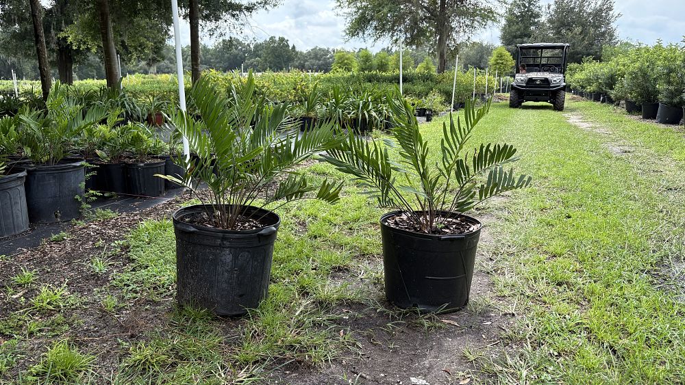 zamia-pumila-pumila-coontie