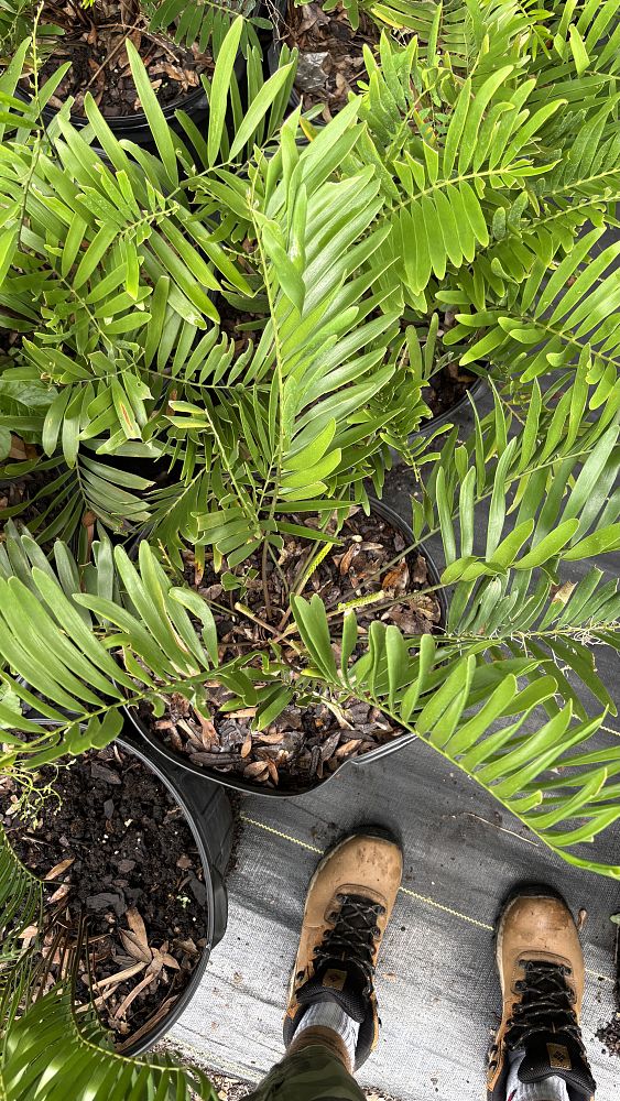 zamia-pumila-pumila-coontie