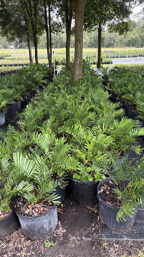 zamia-pumila-pumila-coontie