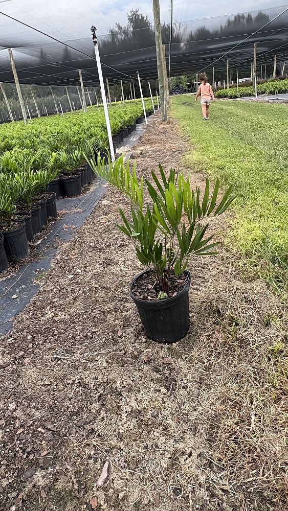 zamia-pumila-pumila-coontie