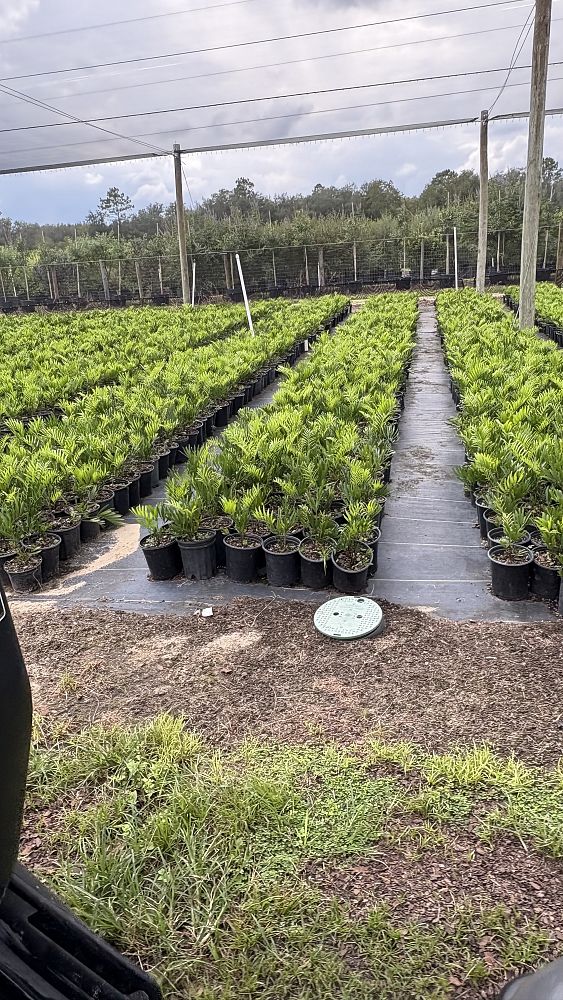 zamia-pumila-pumila-coontie