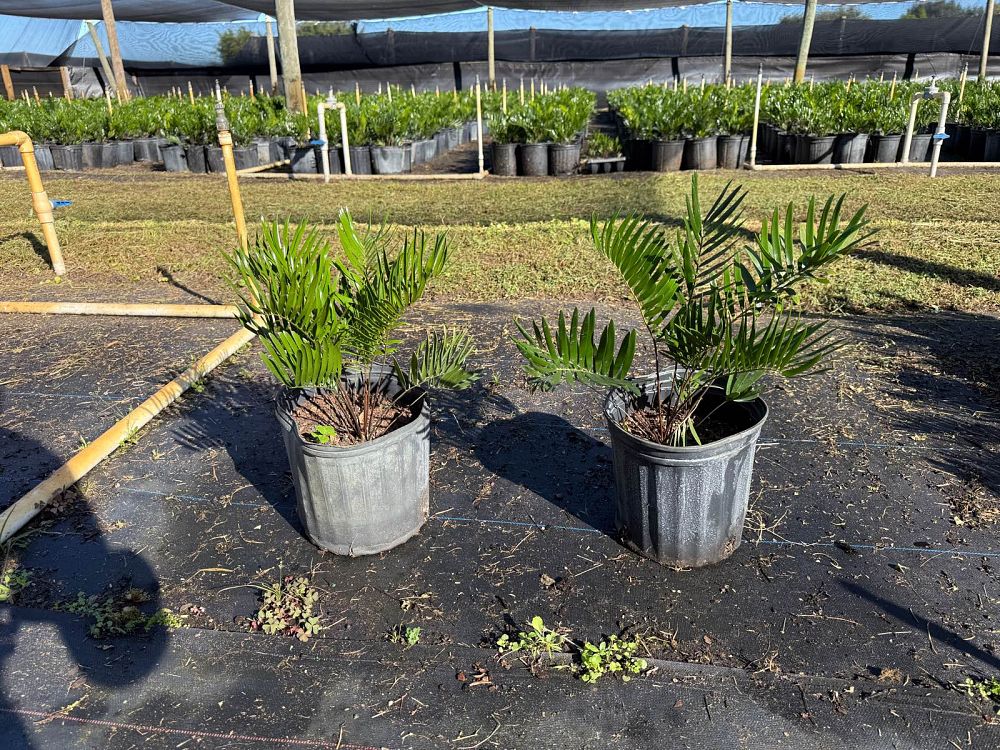 zamia-pumila-pumila-coontie
