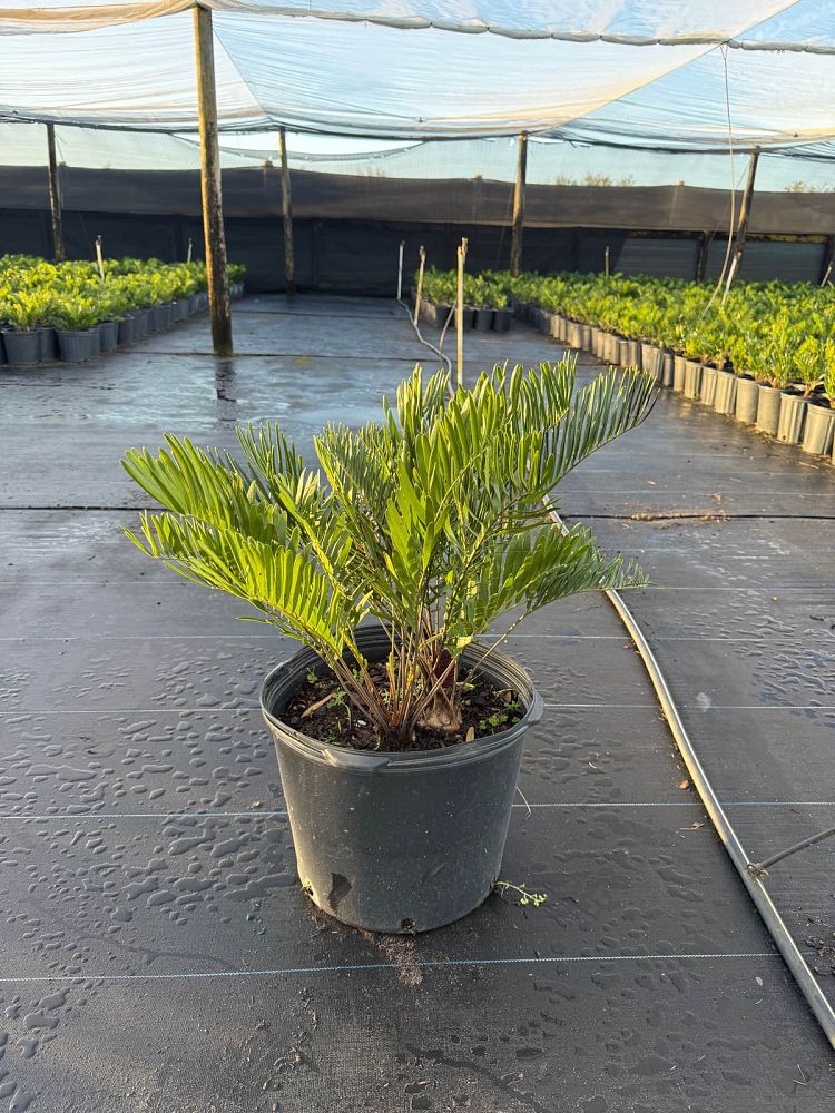 zamia-pumila-pumila-coontie