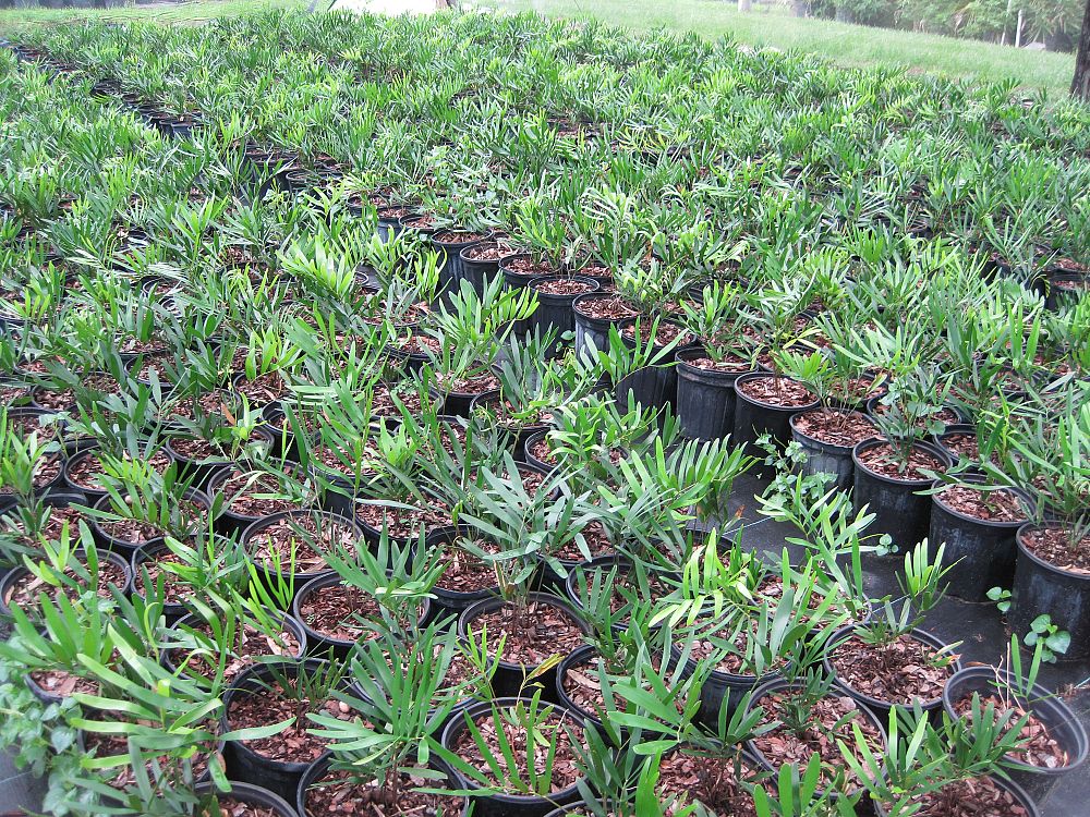 zamia-pumila-zamia-floridana-coontie