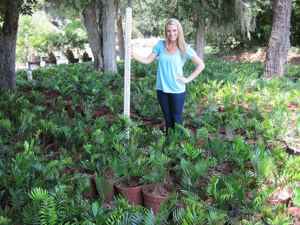 zamia-pumila-zamia-floridana-coontie