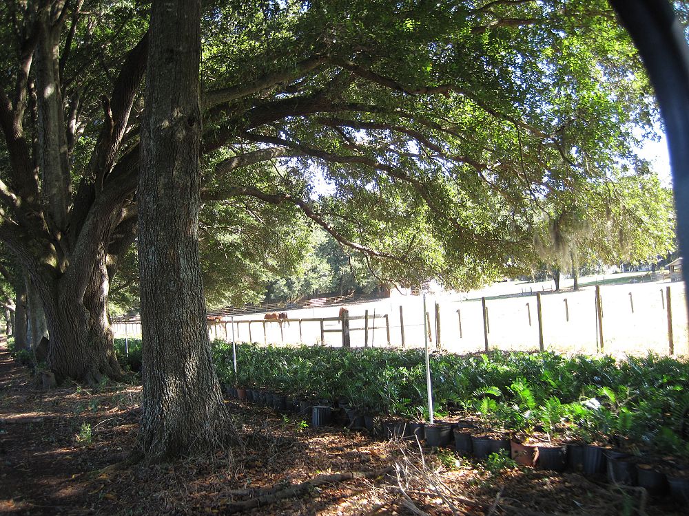 zamia-pumila-zamia-floridana-coontie