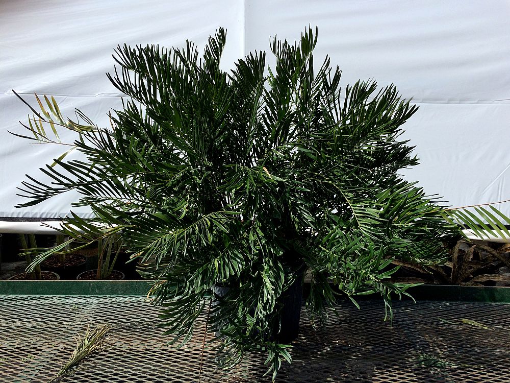 zamia-pumila-zamia-floridana-coontie