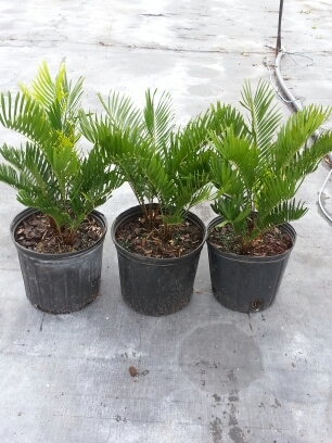 zamia-pumila-zamia-floridana-coontie