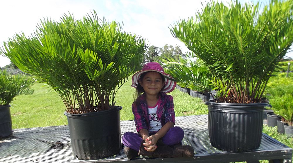 zamia-pumila-zamia-floridana-coontie