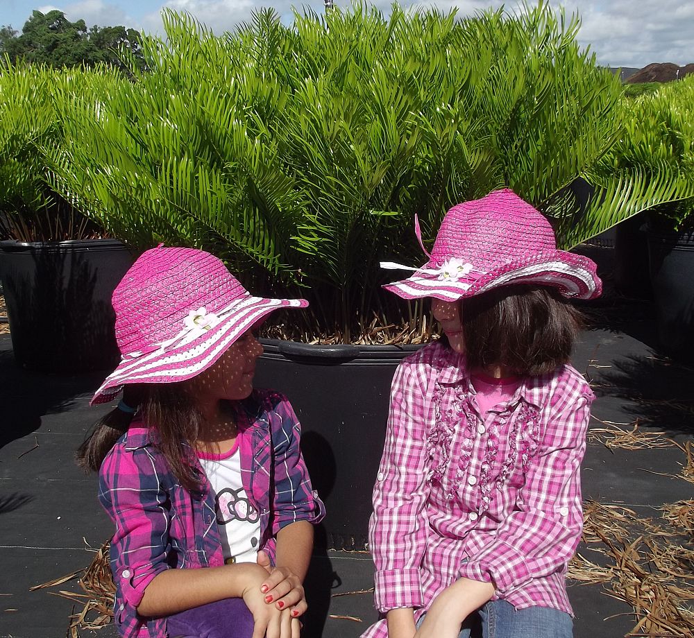 zamia-pumila-zamia-floridana-coontie