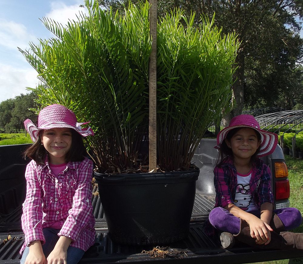 zamia-pumila-zamia-floridana-coontie