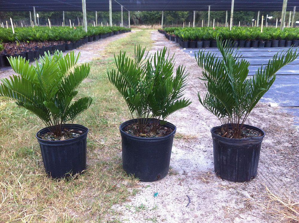 zamia-pumila-zamia-floridana-coontie