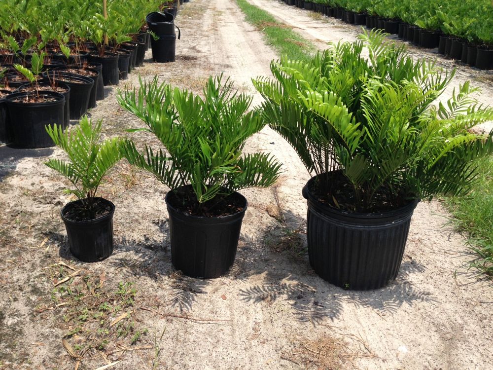 zamia-pumila-zamia-floridana-coontie