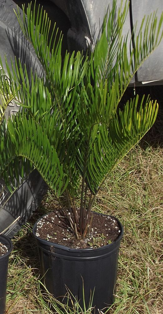 zamia-pumila-zamia-floridana-coontie