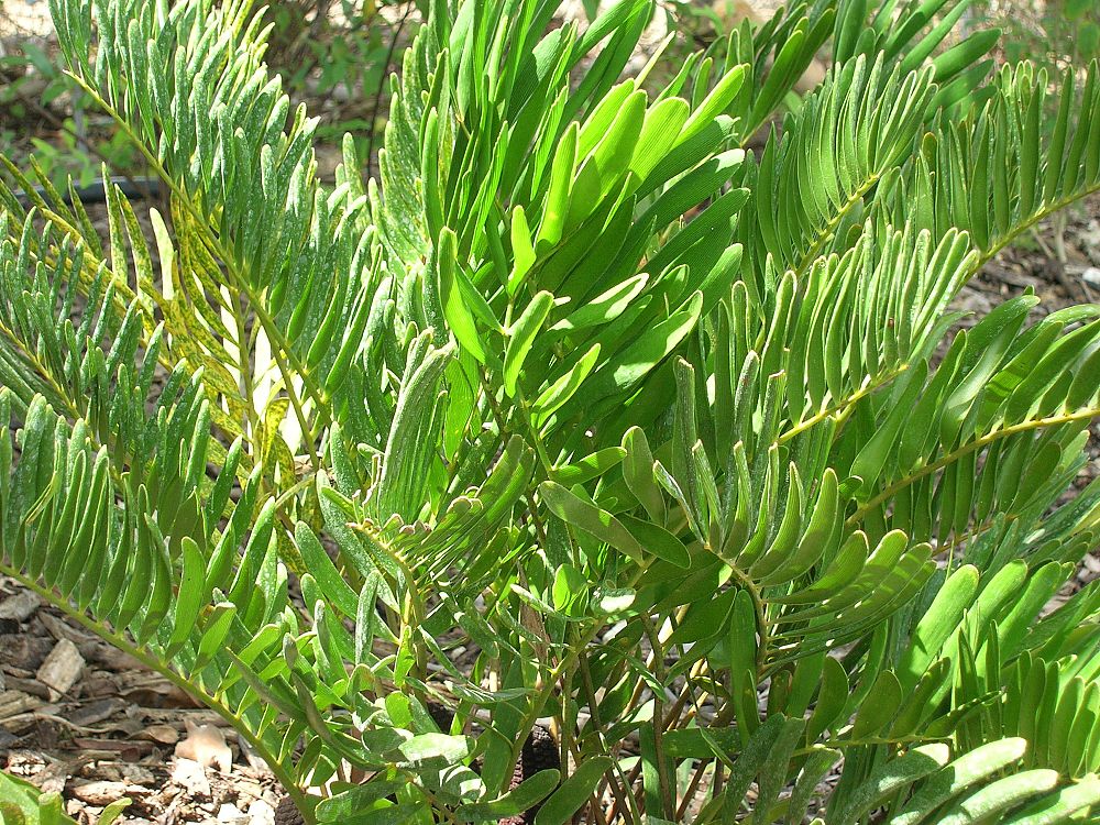 zamia-pumila-zamia-floridana-coontie
