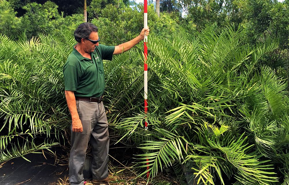 zamia-pumila-zamia-floridana-coontie