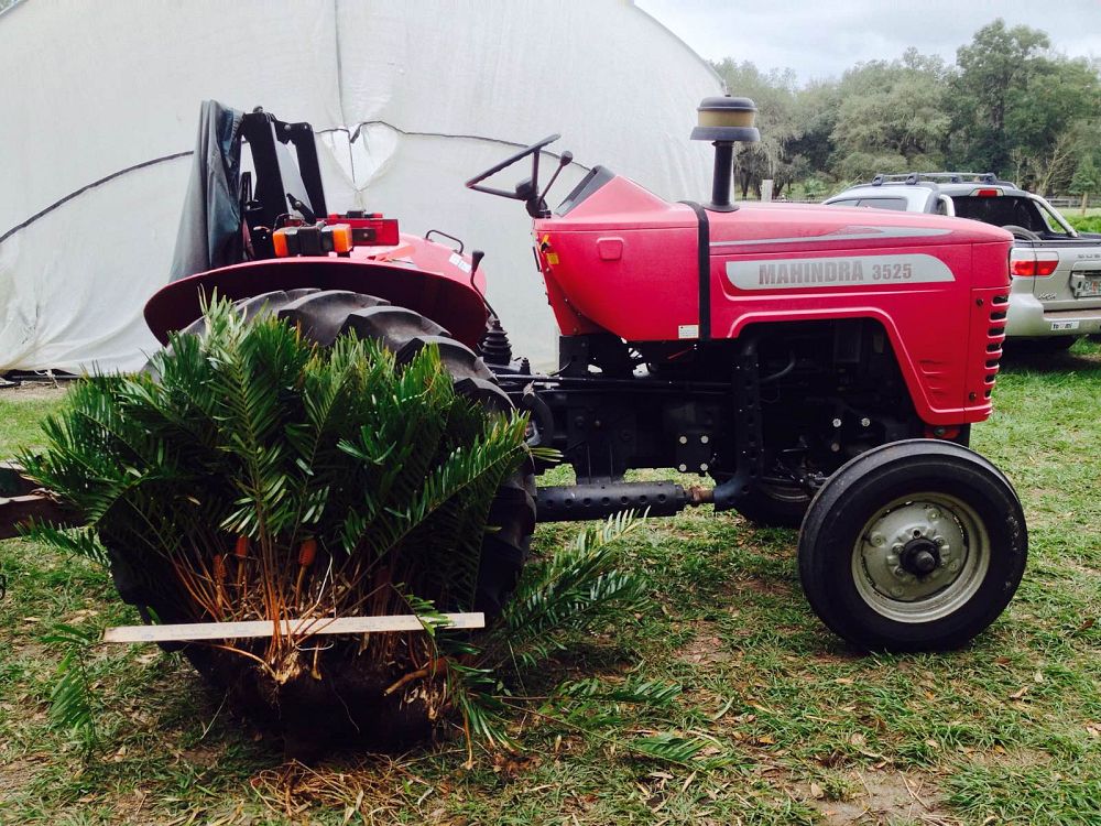zamia-pumila-zamia-floridana-coontie