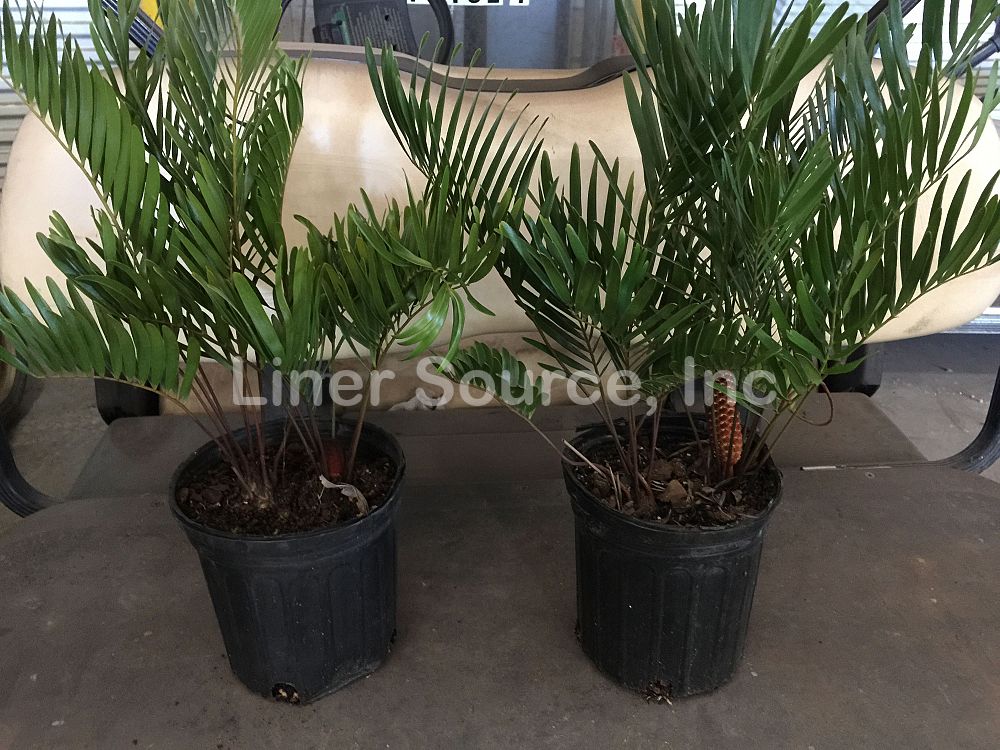 zamia-pumila-zamia-floridana-coontie