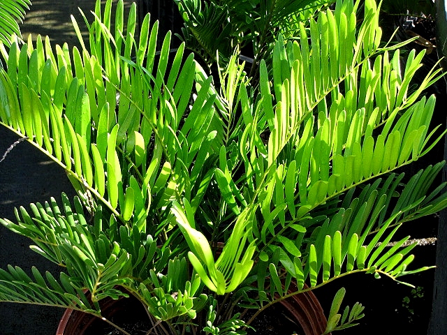 zamia-pumila-zamia-floridana-coontie