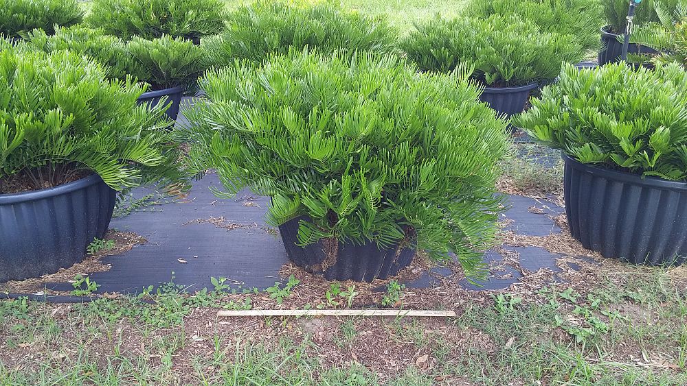 zamia-pumila-zamia-floridana-coontie
