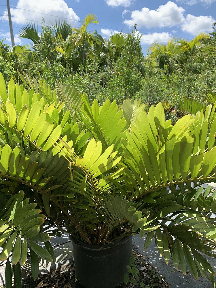 zamia-pumila-zamia-floridana-coontie