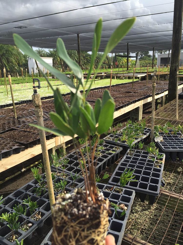 zamia-pumila-zamia-floridana-coontie