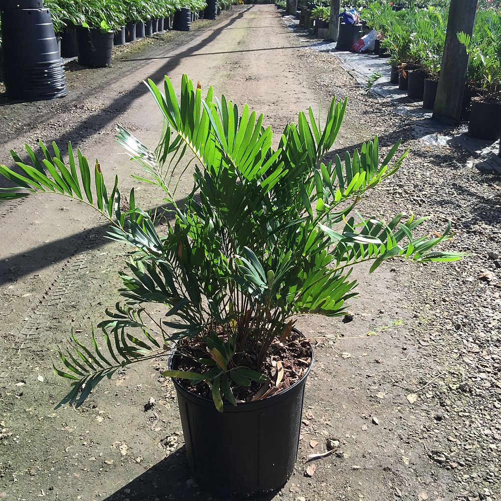 zamia-pumila-zamia-floridana-coontie