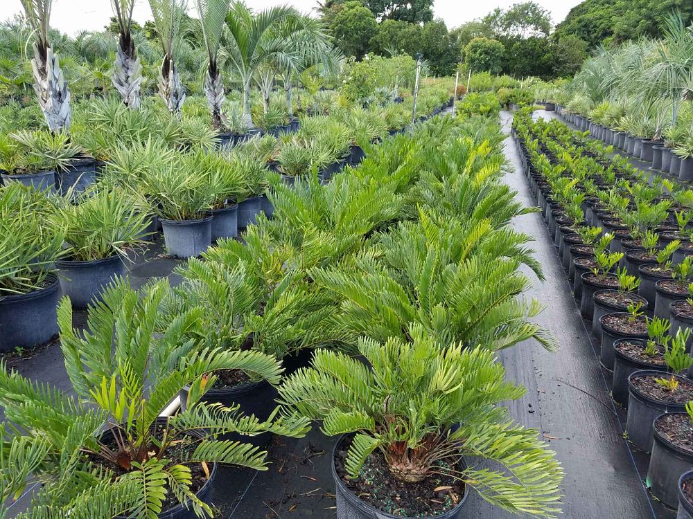 zamia-pumila-zamia-floridana-coontie