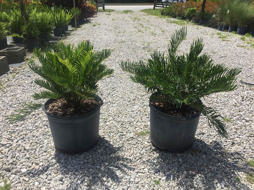zamia-pumila-zamia-floridana-coontie
