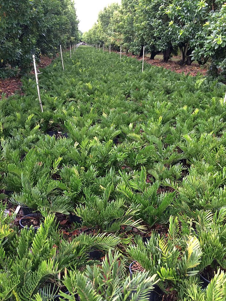 zamia-pumila-zamia-floridana-coontie