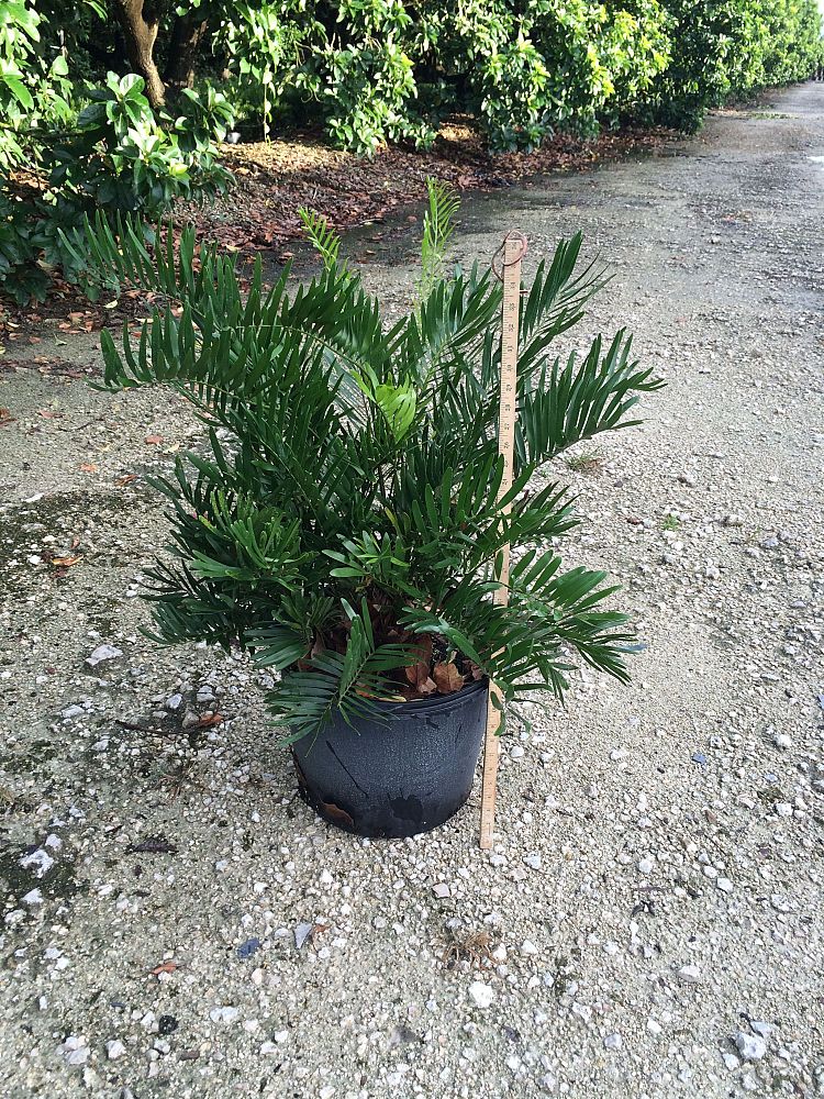 zamia-pumila-zamia-floridana-coontie