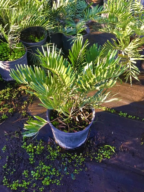 zamia-pumila-zamia-floridana-coontie