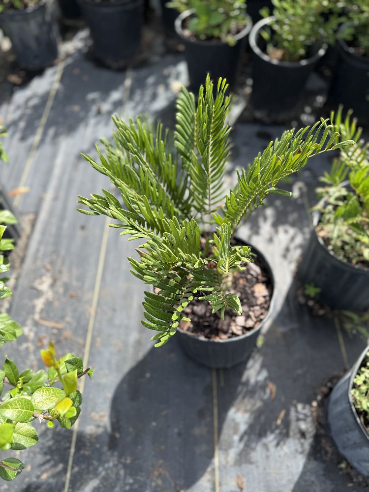 zamia-pumila-zamia-floridana-coontie