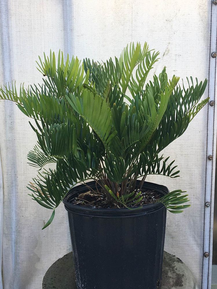 zamia-pumila-zamia-floridana-coontie
