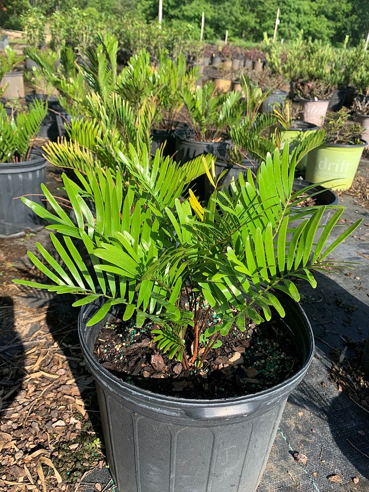zamia-pumila-zamia-floridana-coontie