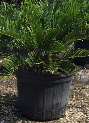 zamia-pumila-zamia-floridana-coontie