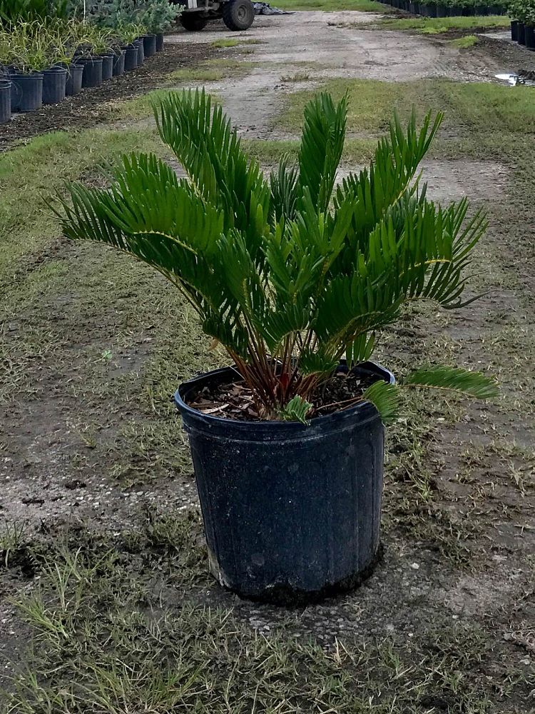 zamia-pumila-zamia-floridana-coontie