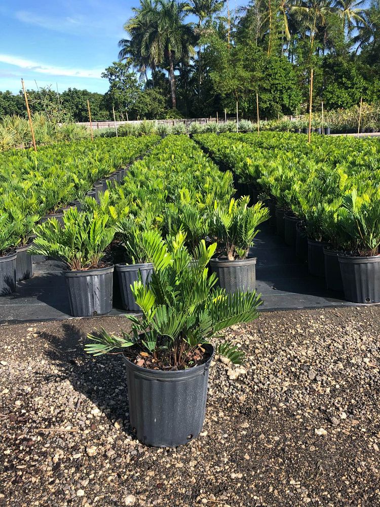 zamia-pumila-zamia-floridana-coontie