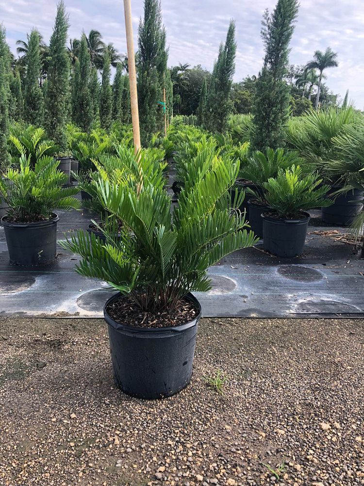 zamia-pumila-zamia-floridana-coontie