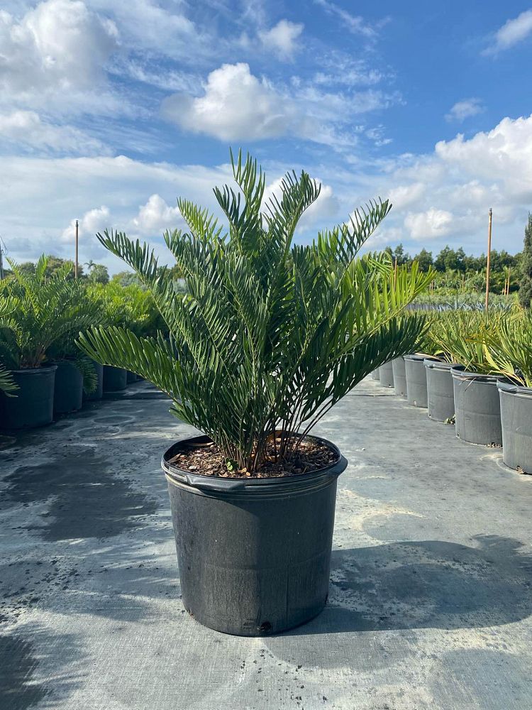 zamia-pumila-zamia-floridana-coontie