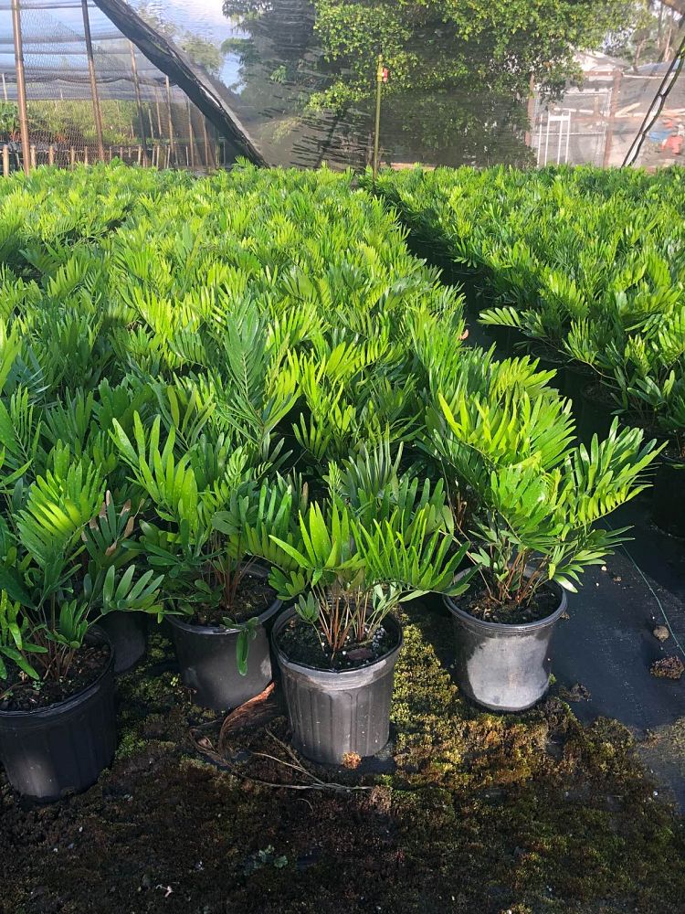 zamia-pumila-zamia-floridana-coontie