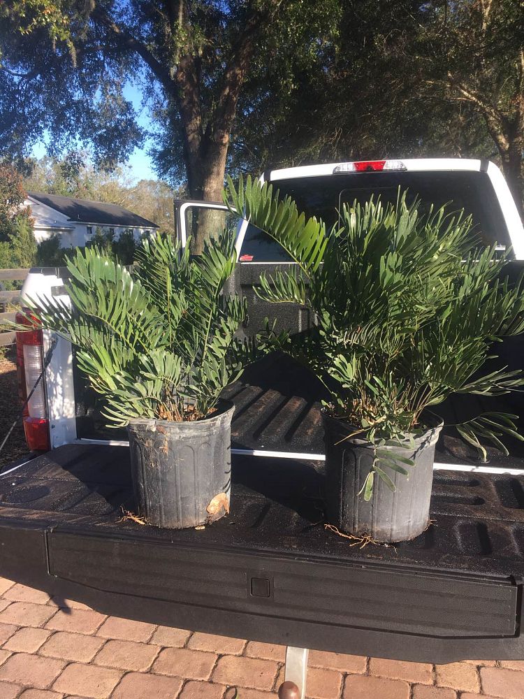 zamia-pumila-zamia-floridana-coontie