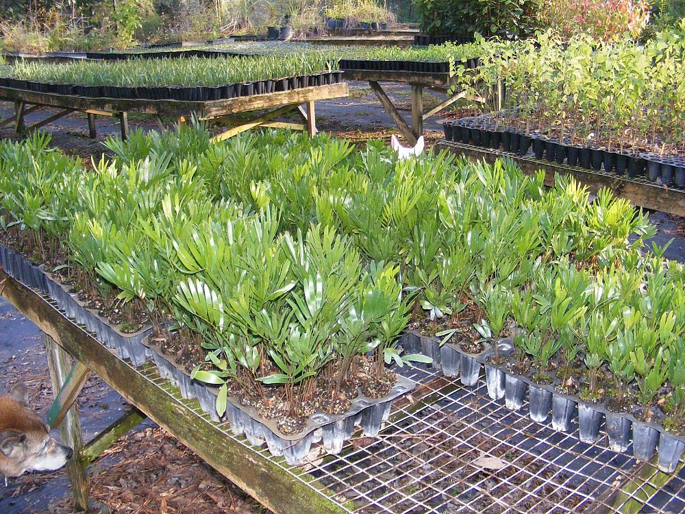 zamia-pumila-zamia-floridana-coontie